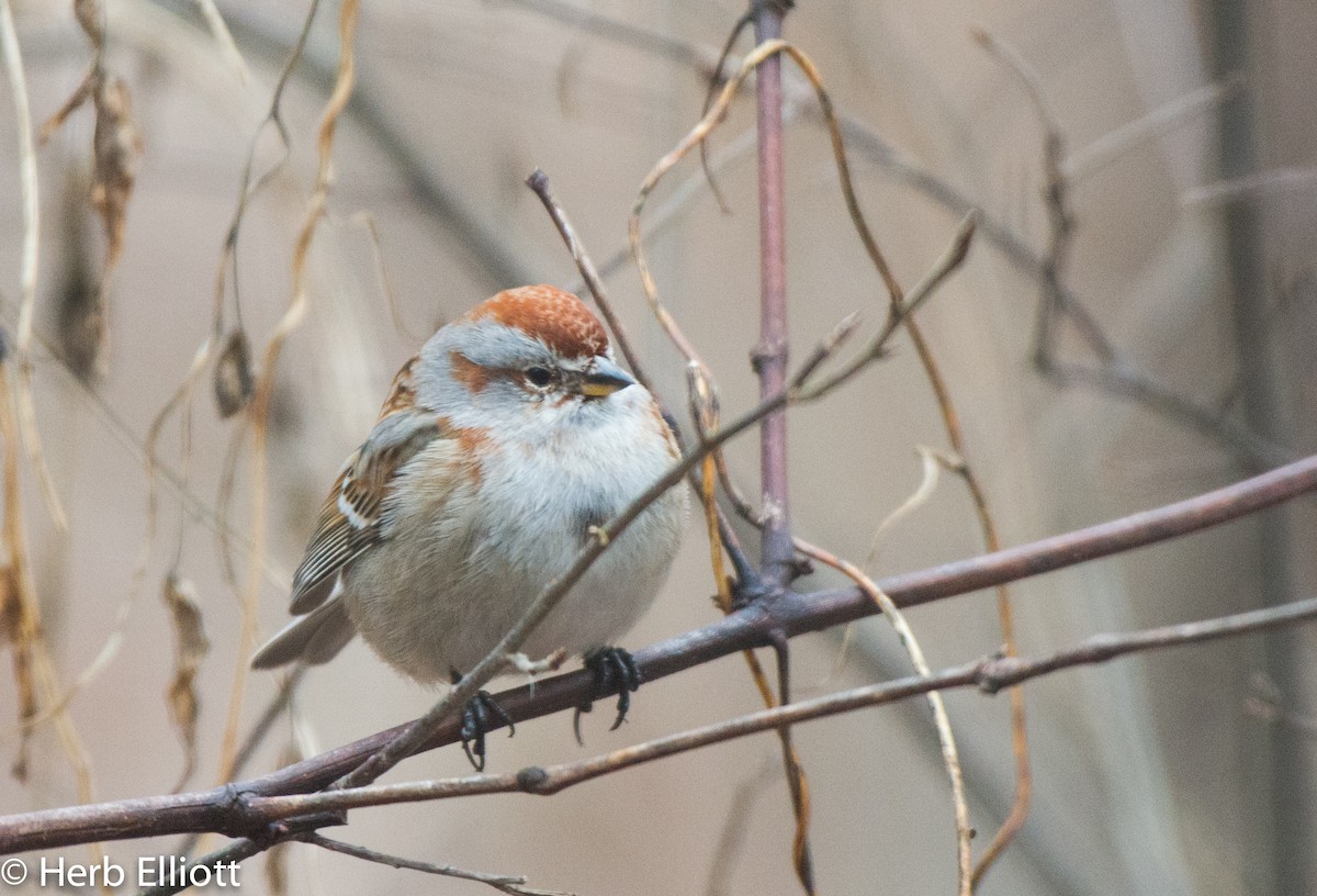 American Tree Sparrow - Herb Elliott
