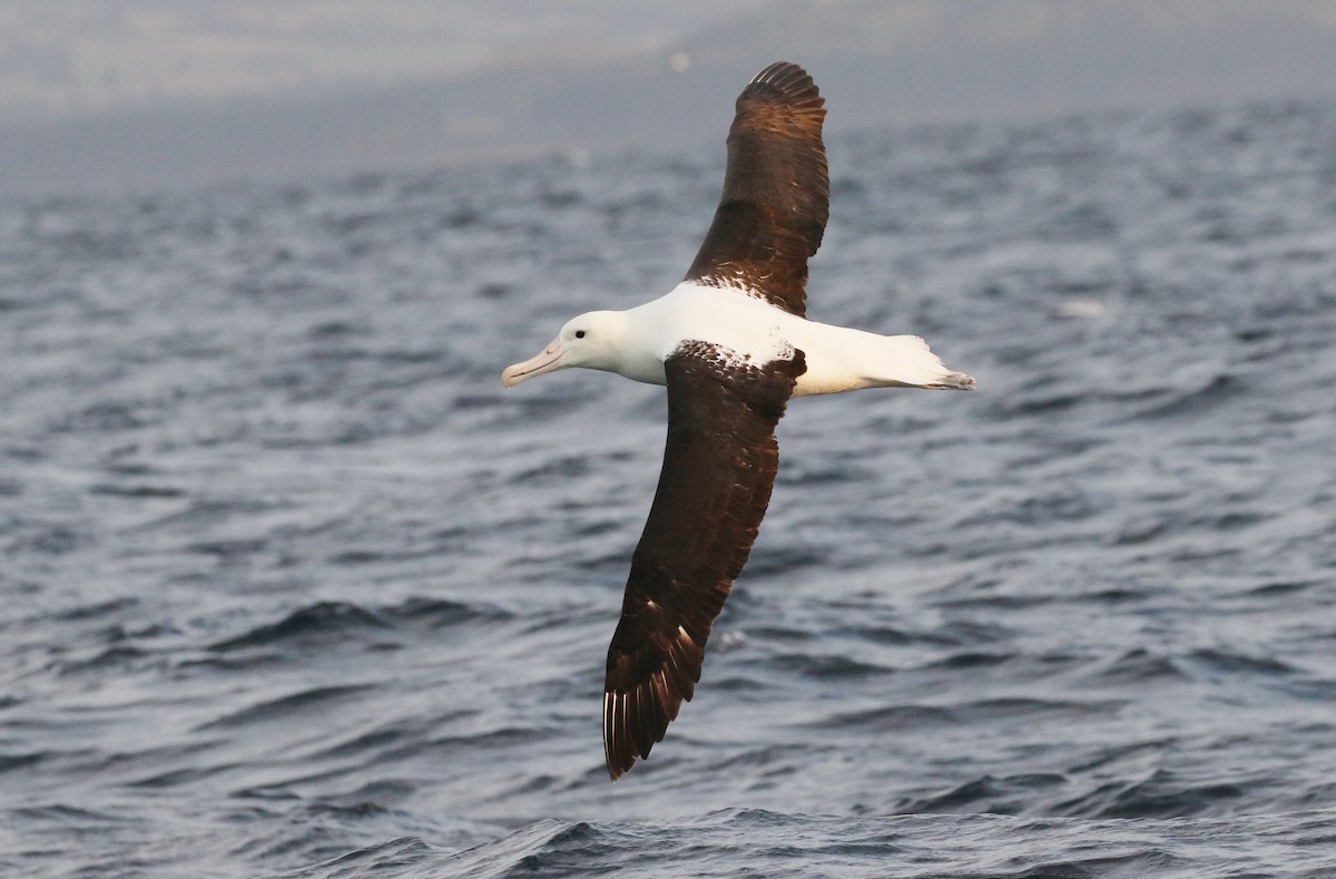 Northern Royal Albatross - James Bailey 🐦