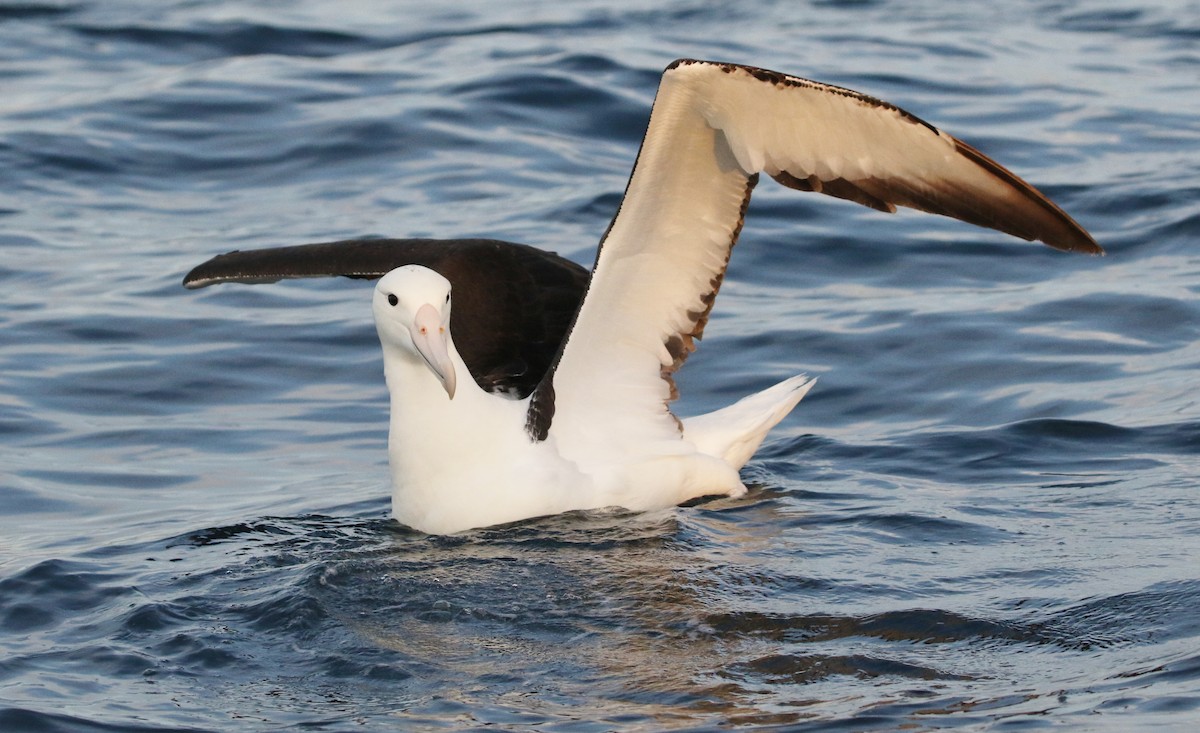 Northern Royal Albatross - James Bailey 🐦