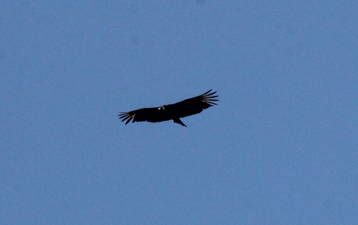 Black Vulture - ML146741841