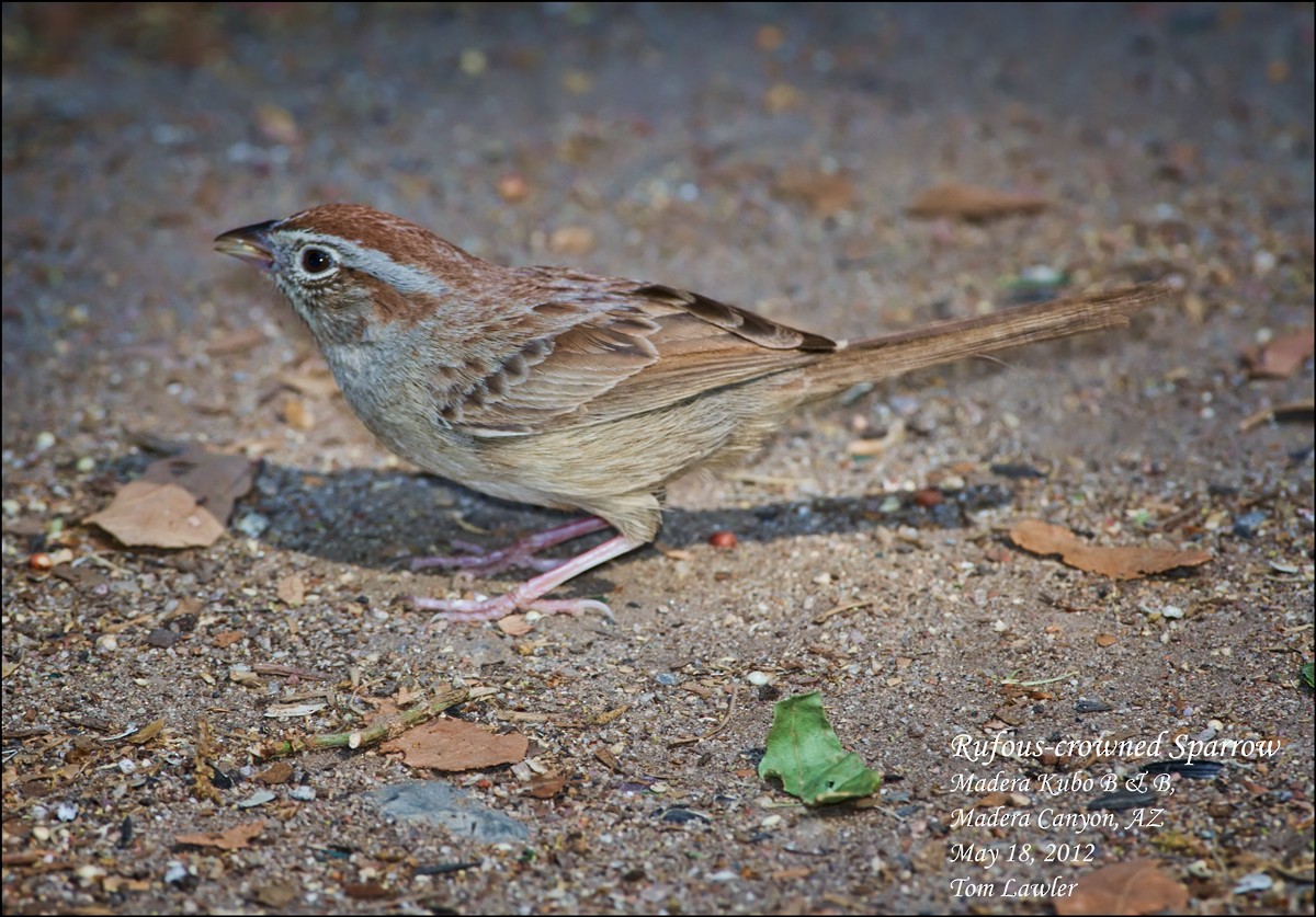 Rufous-crowned Sparrow - Tom Lawler