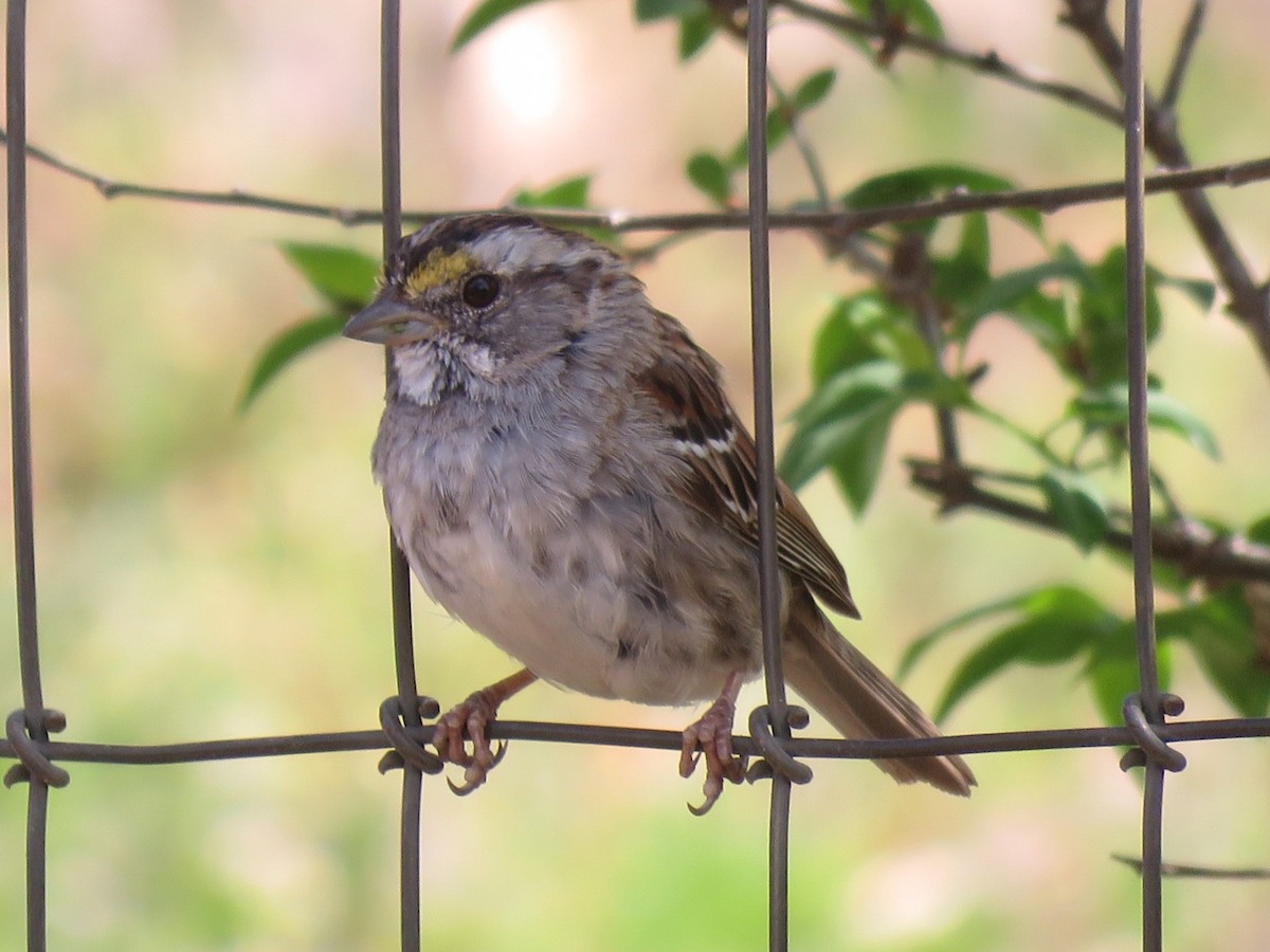 White-throated Sparrow - ML146744201