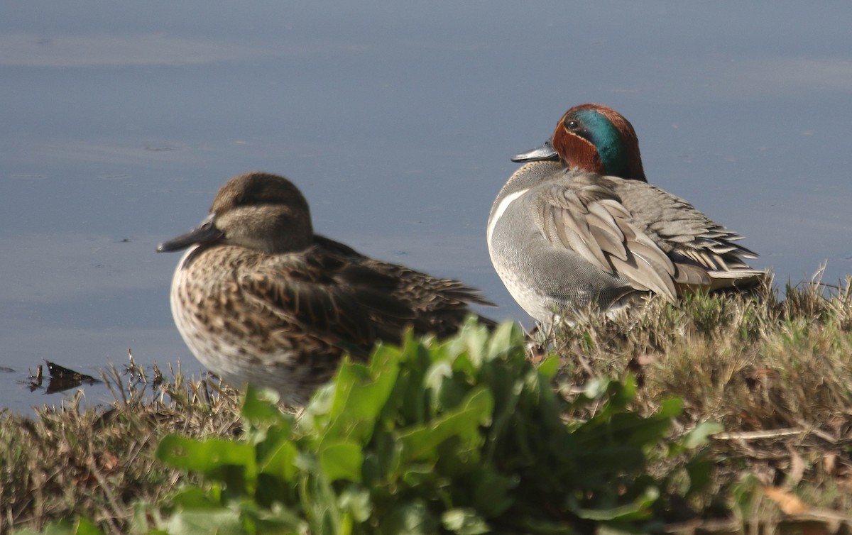 Green-winged Teal - ML146745951