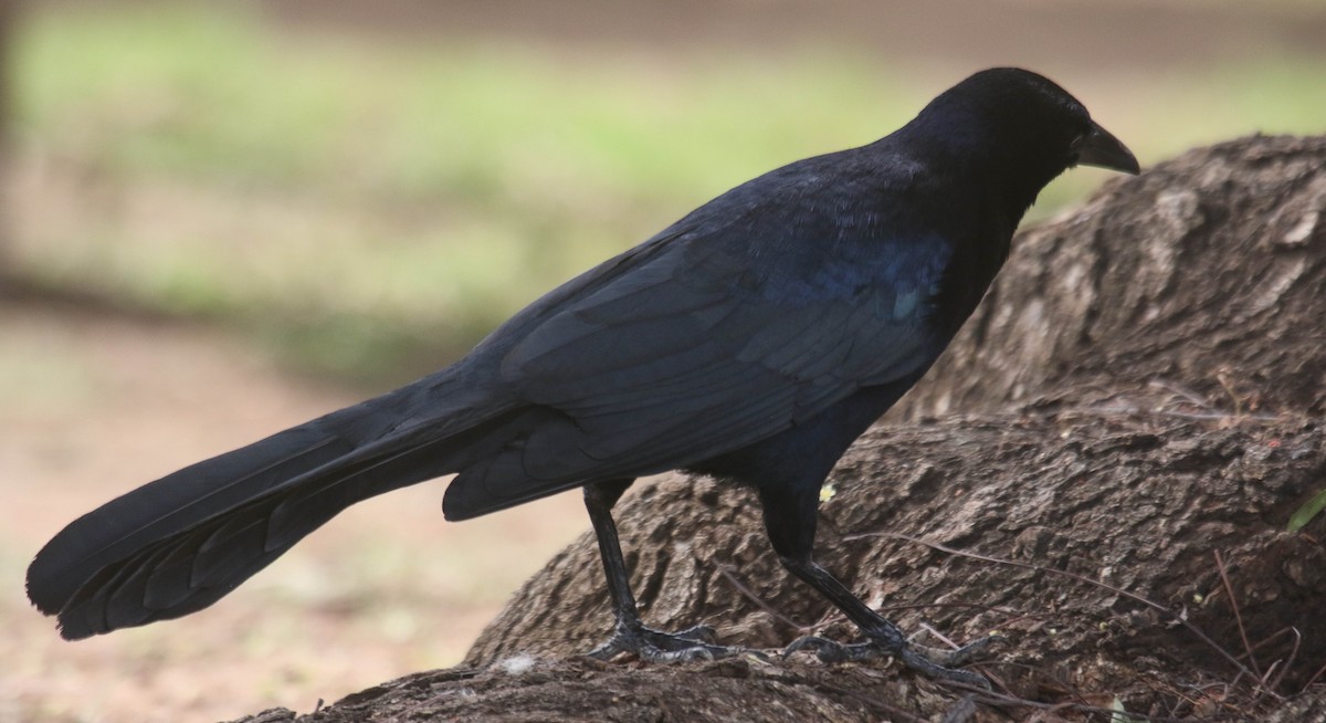 Great-tailed Grackle - ML146746551