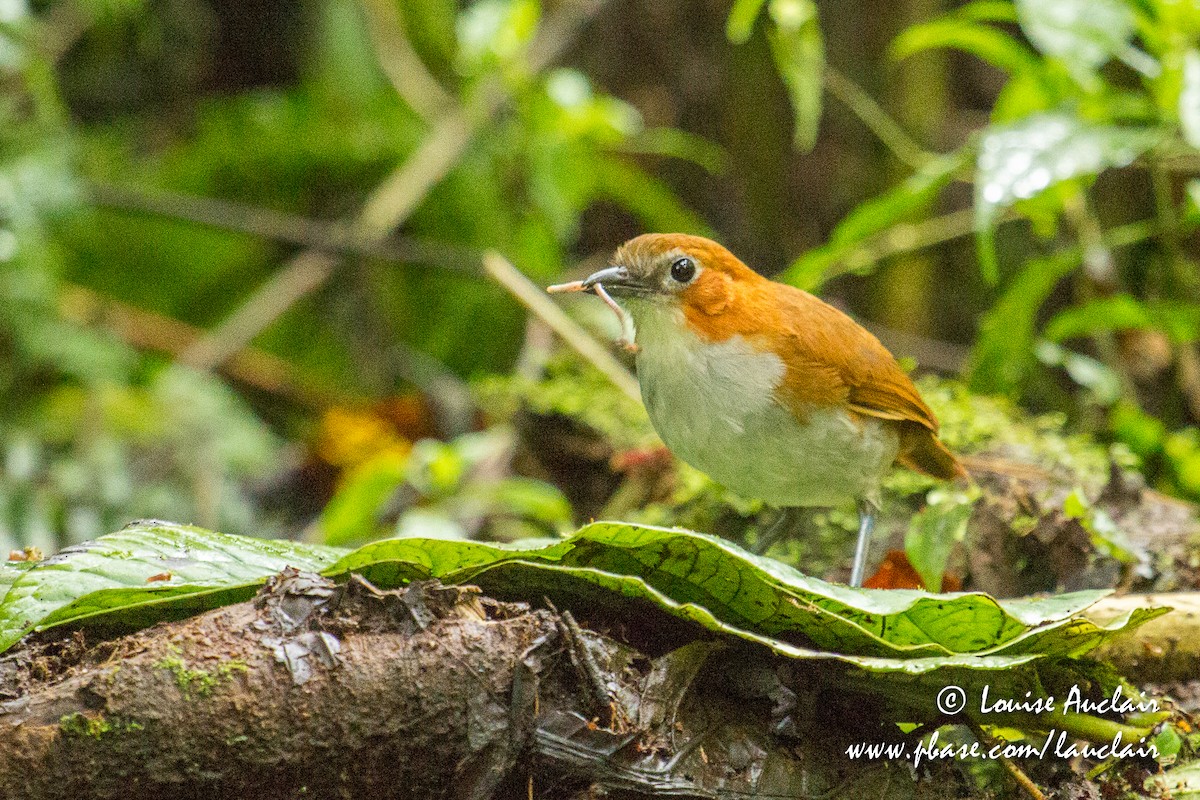 White-bellied Antpitta - Louise Auclair