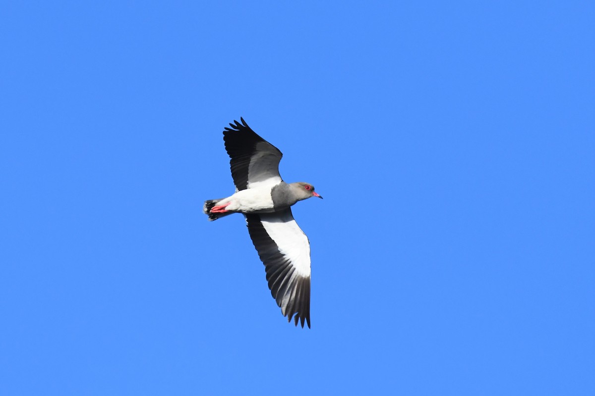 Andean Lapwing - ML146749051