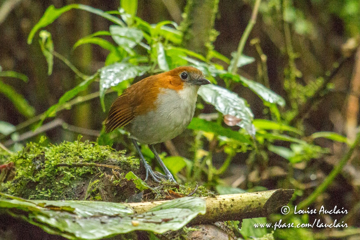 White-bellied Antpitta - Louise Auclair