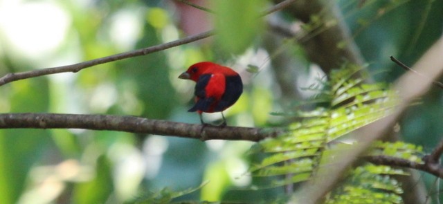 Scarlet Tanager - ML146750371