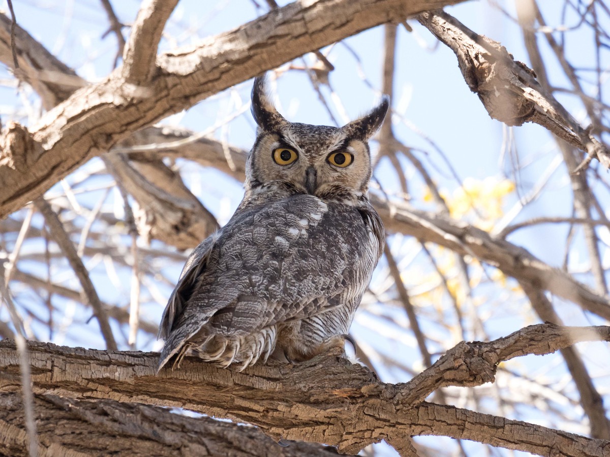 Great Horned Owl - ML146750751