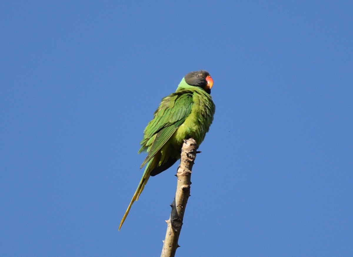 Slaty-headed Parakeet - Bruce Wedderburn