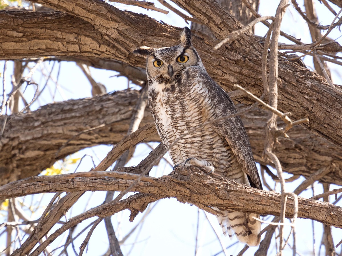 Great Horned Owl - Susan Elliott