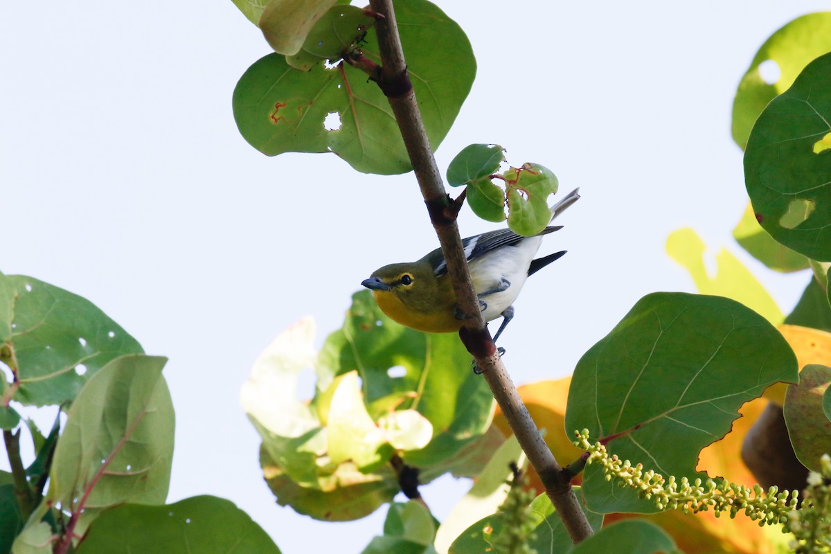 Yellow-throated Vireo - Will Russell