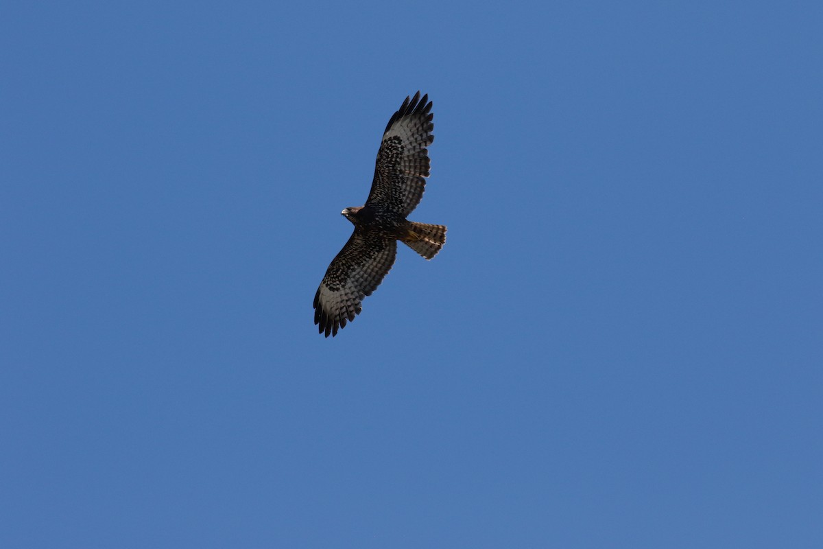 Short-tailed Hawk - Will Russell