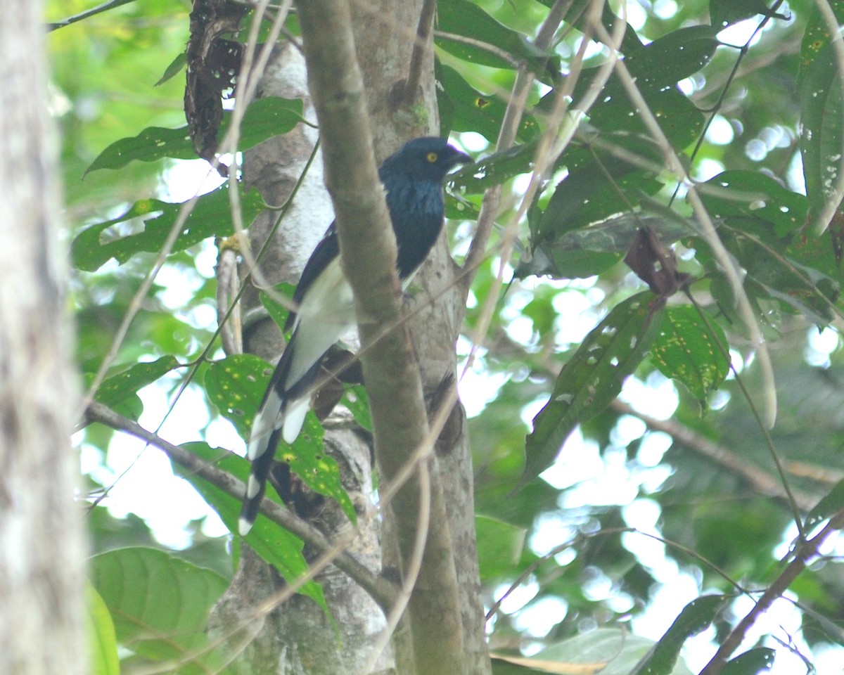Magpie Tanager - ML146752871
