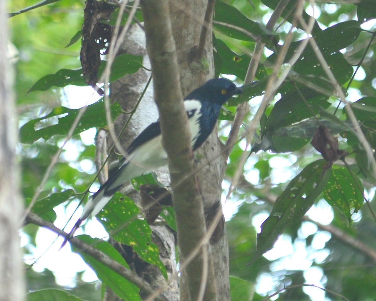 Magpie Tanager - ML146752901