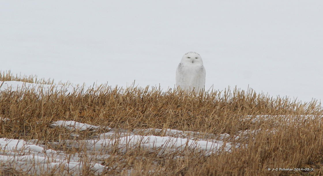 Snowy Owl - Jn-Claude Pelletier
