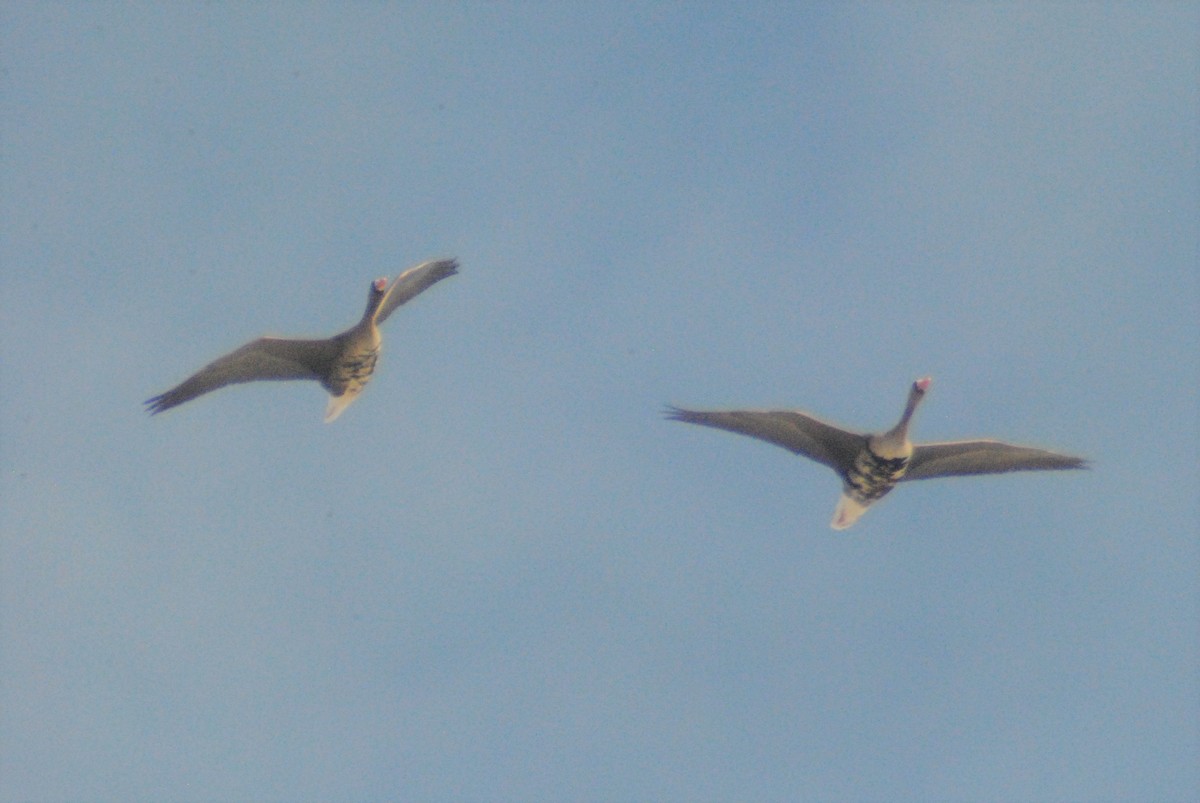 Greater White-fronted Goose (Western) - ML146754141