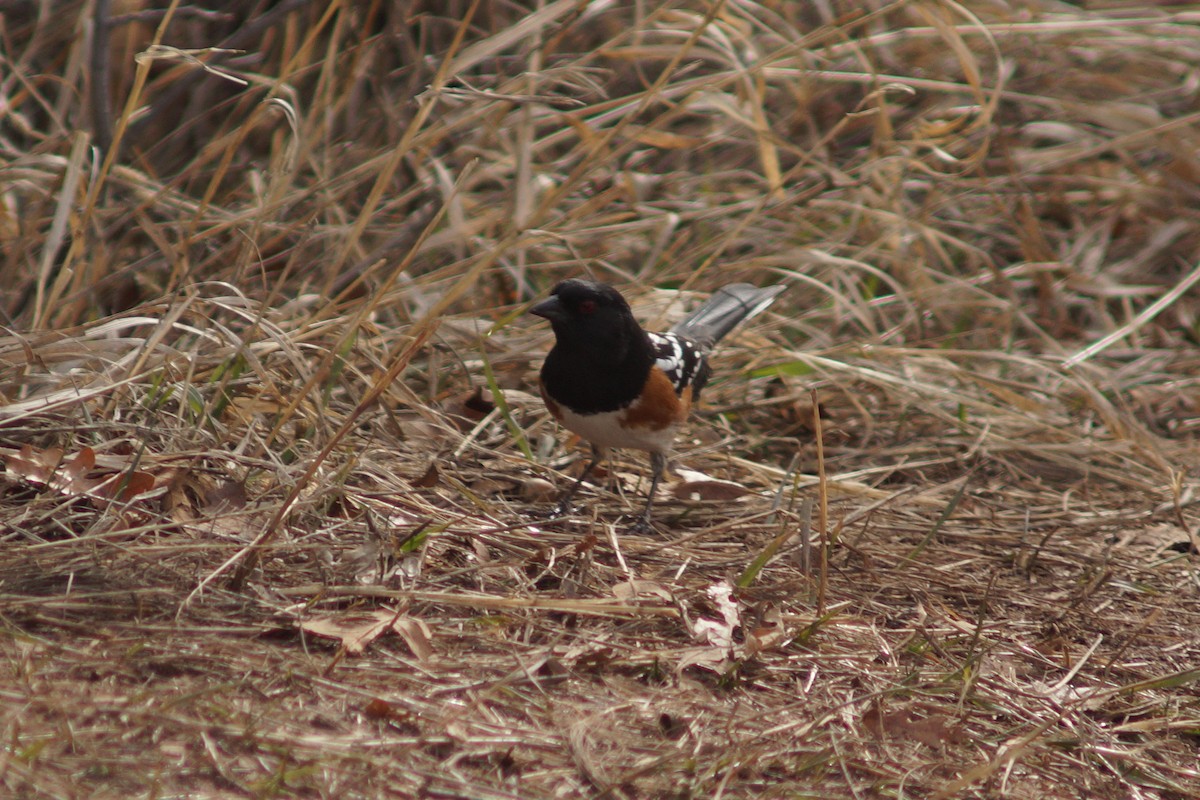 Spotted Towhee - ML146754391