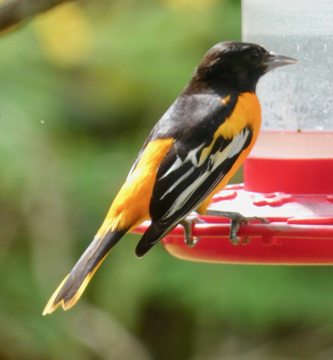 Baltimore Oriole - Gary Byerly