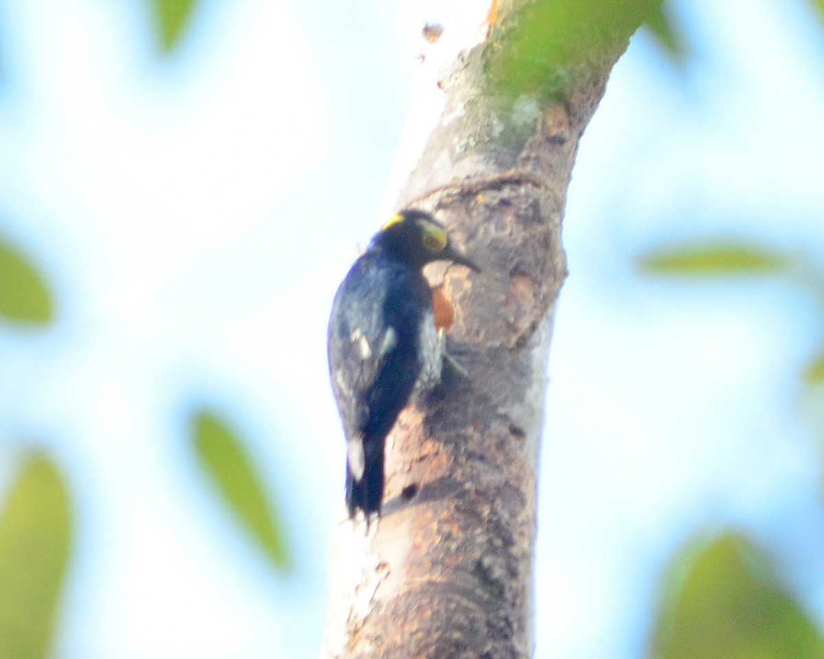 Yellow-tufted Woodpecker - ML146755341