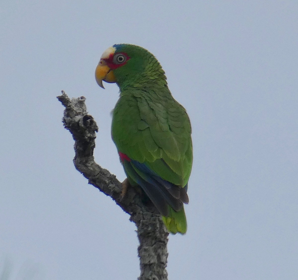 White-fronted Parrot - Gary Byerly