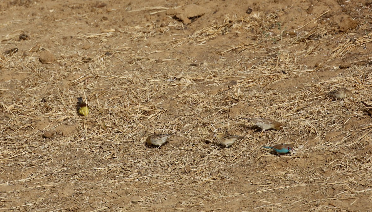 Sudan Golden Sparrow - ML146756861
