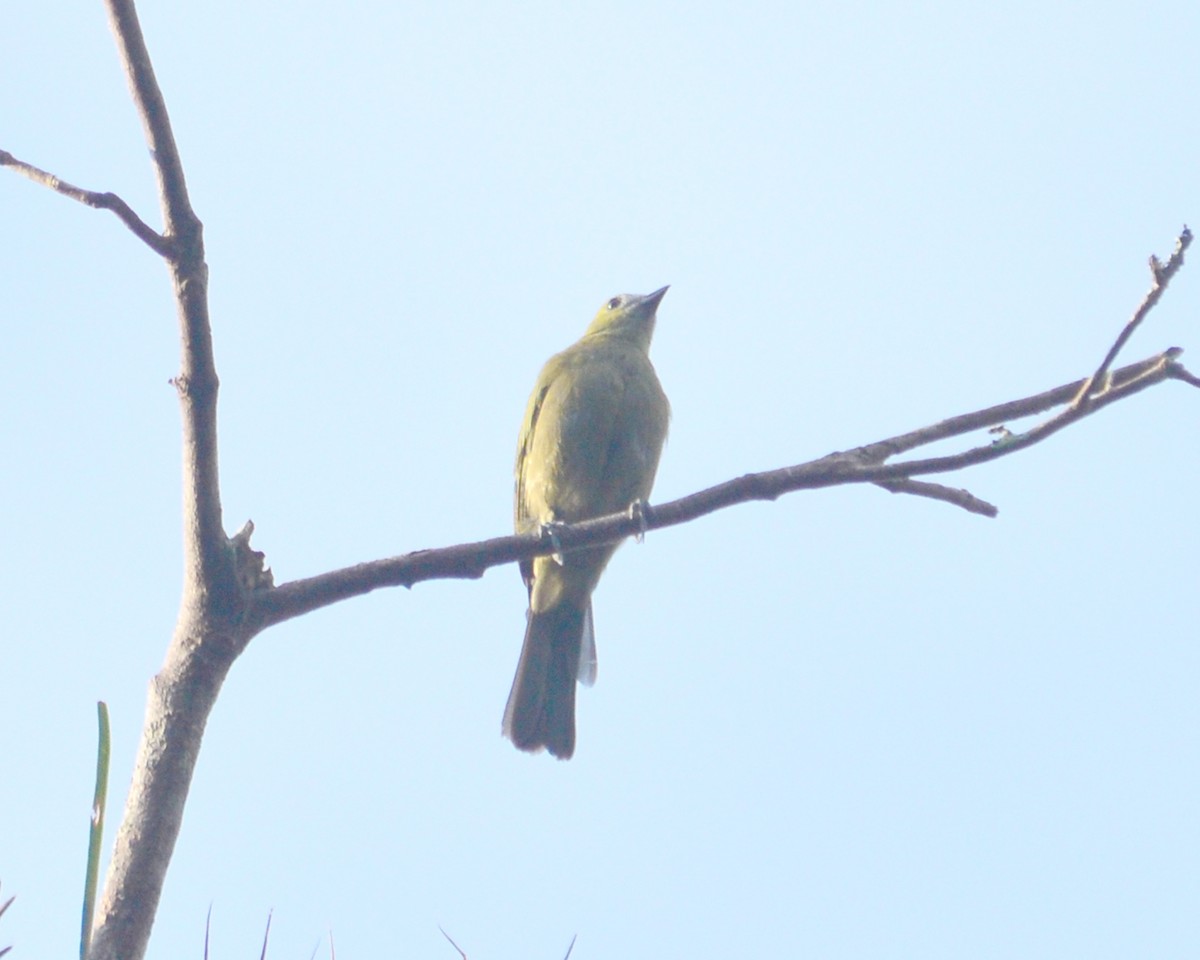 Palm Tanager - ML146757051