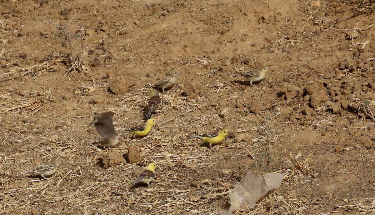 Sudan Golden Sparrow - ML146757281