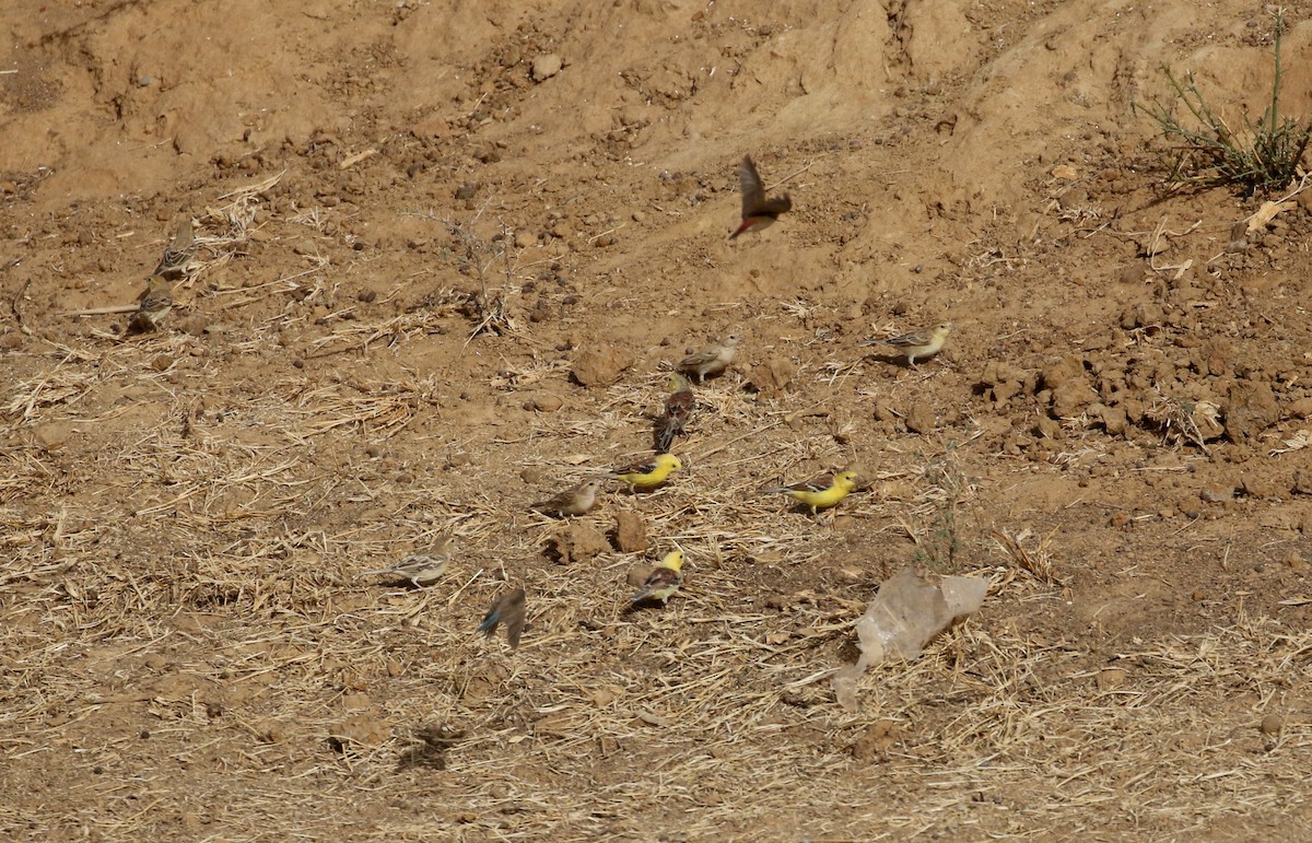 Sudan Golden Sparrow - ML146757321