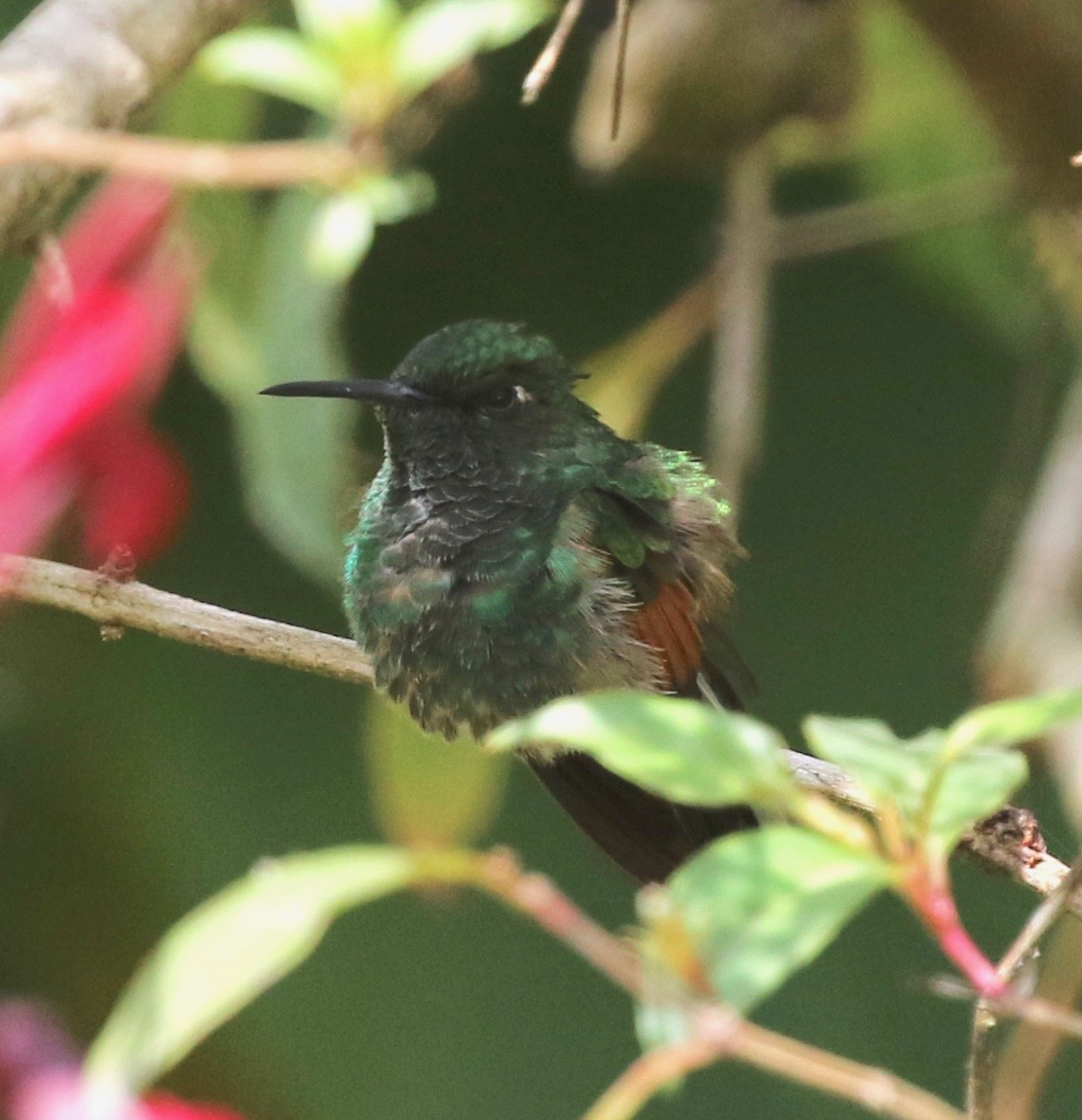 Stripe-tailed Hummingbird - ML146758931