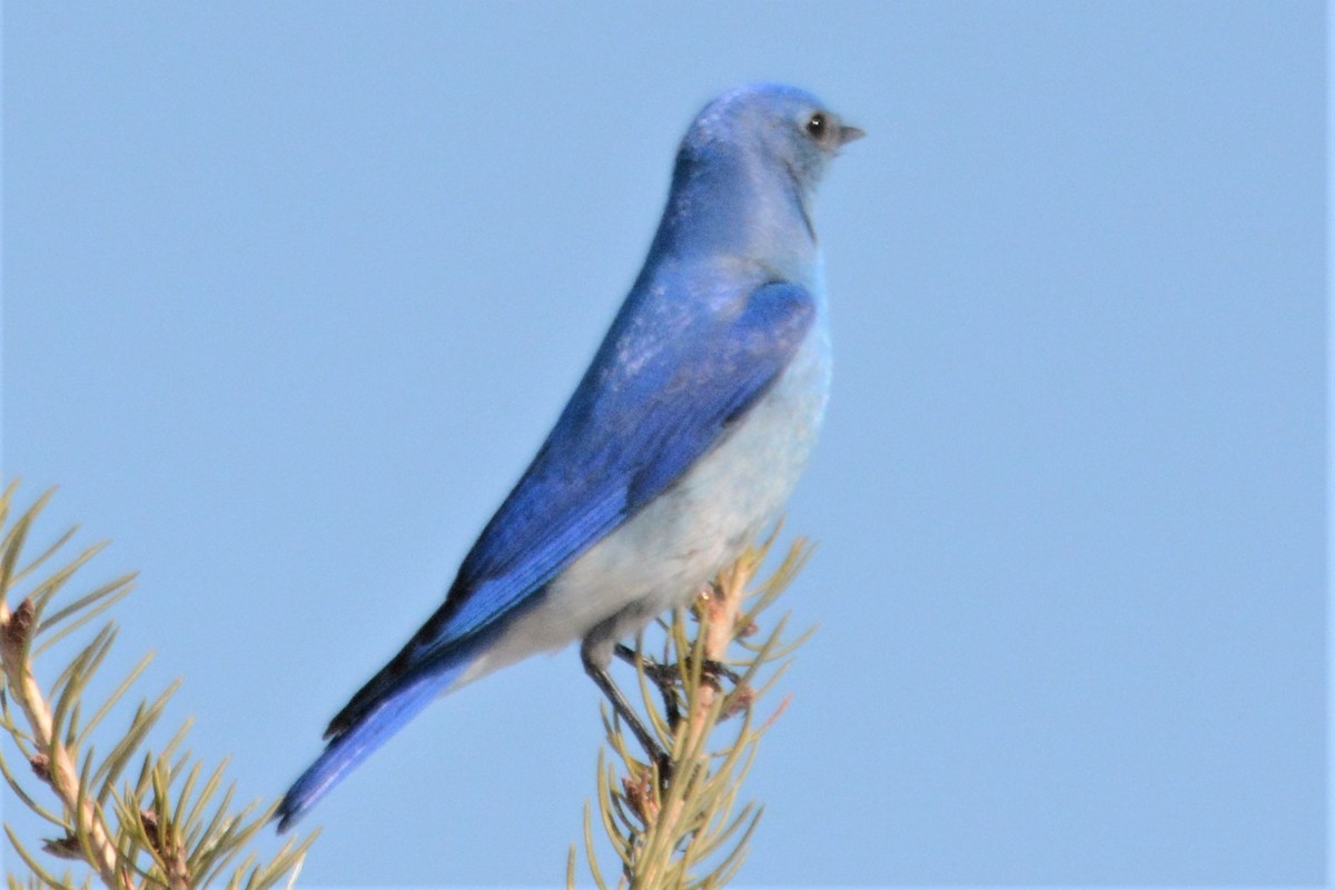 Mountain Bluebird - Robert  Whetham
