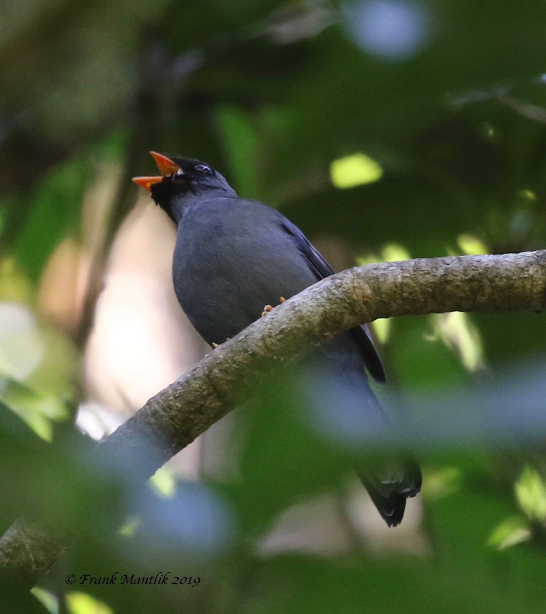Black-faced Solitaire - ML146760921