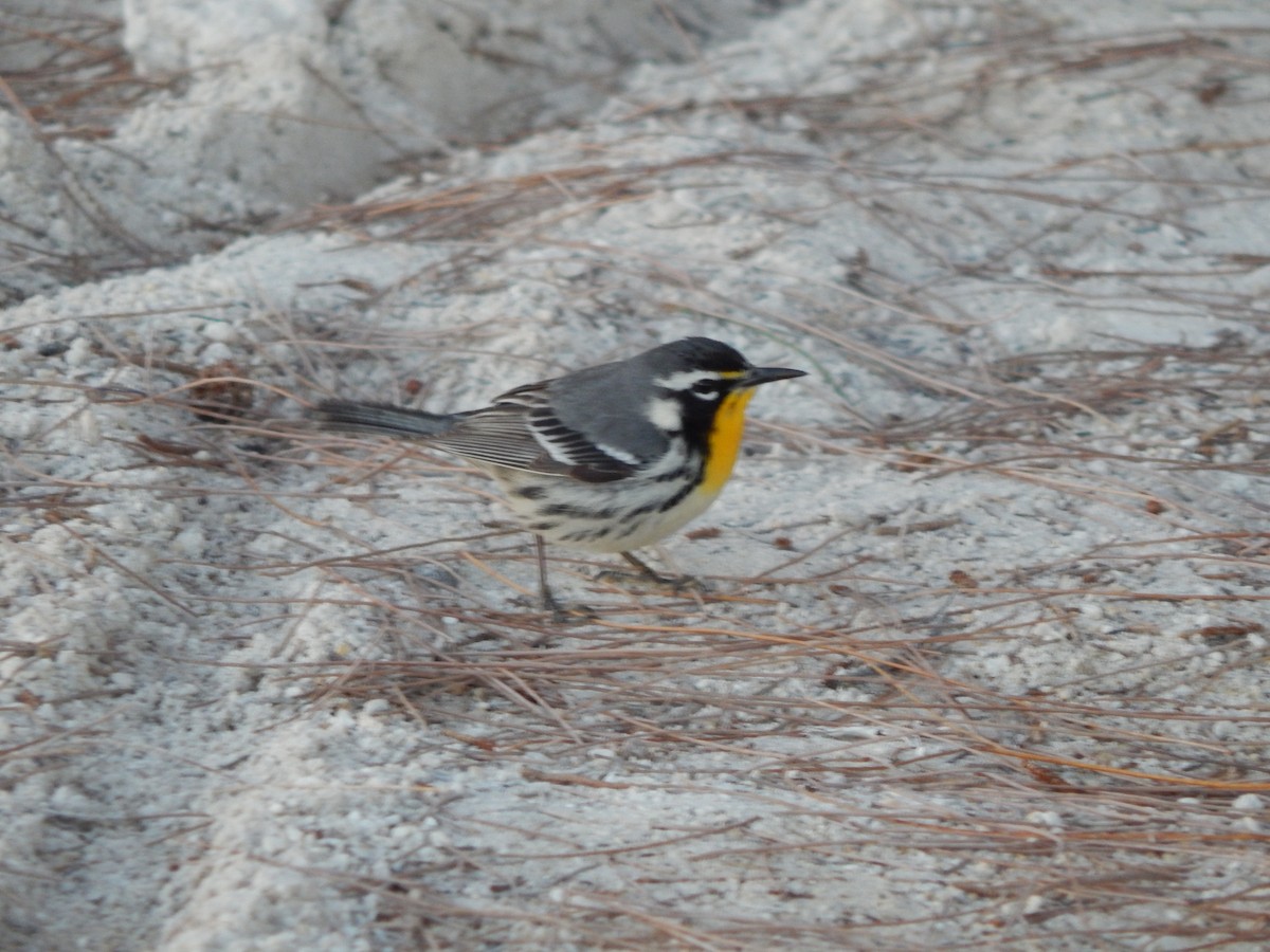Yellow-throated Warbler - rich ward