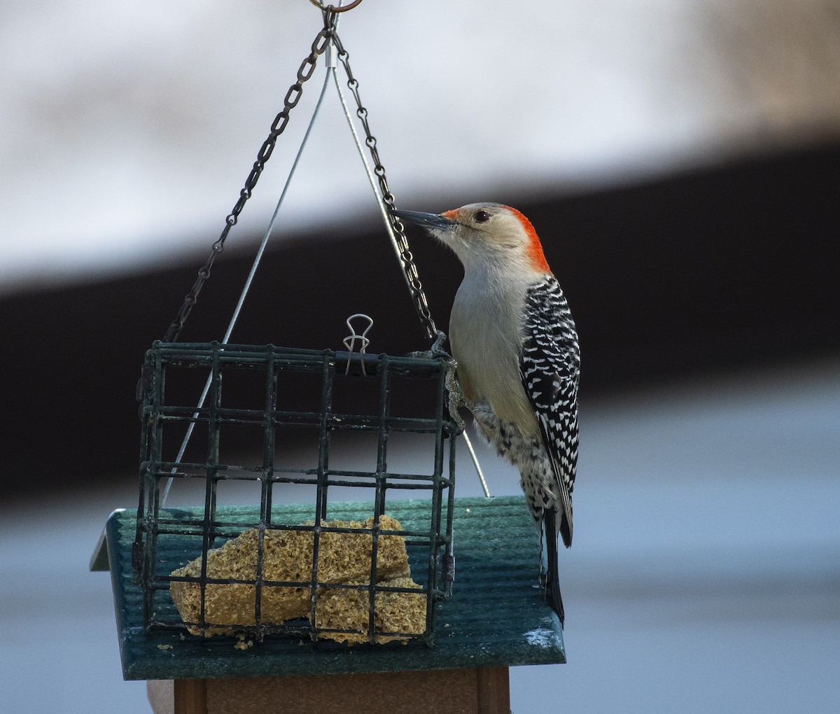 Red-bellied Woodpecker - Joe Carey