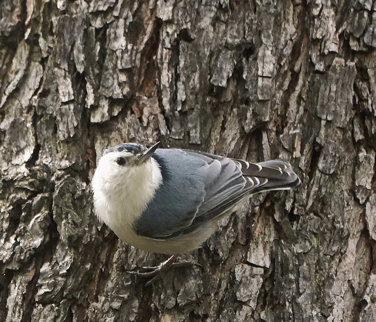 White-breasted Nuthatch - ML146767261