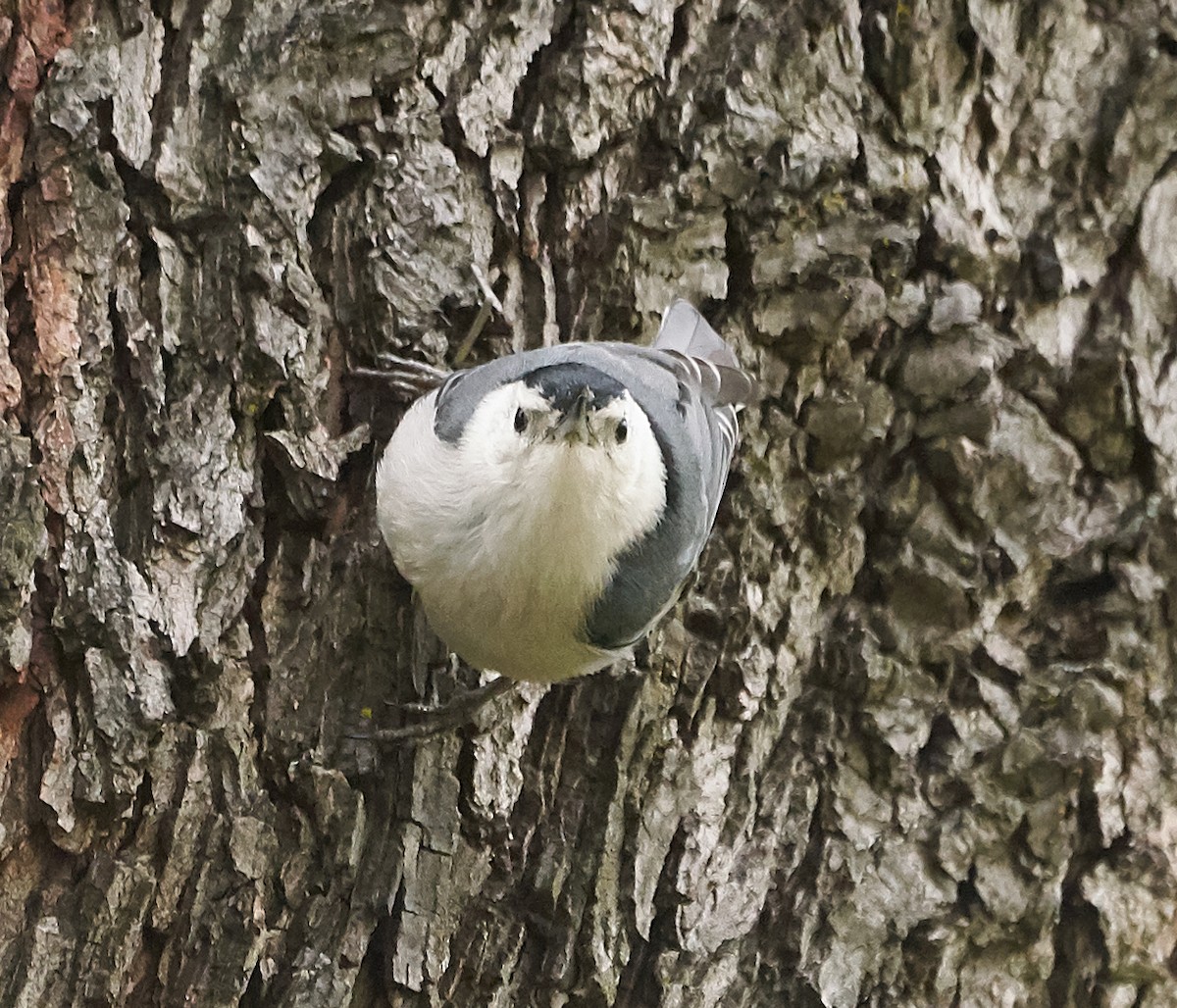 White-breasted Nuthatch - ML146767301