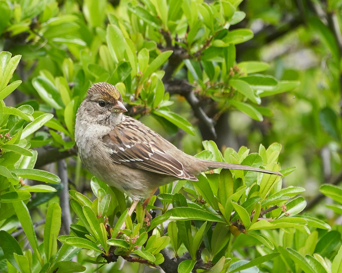Golden-crowned Sparrow - Brooke Miller