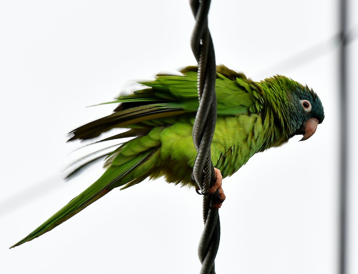 Blue-crowned Parakeet - JoAnna Clayton