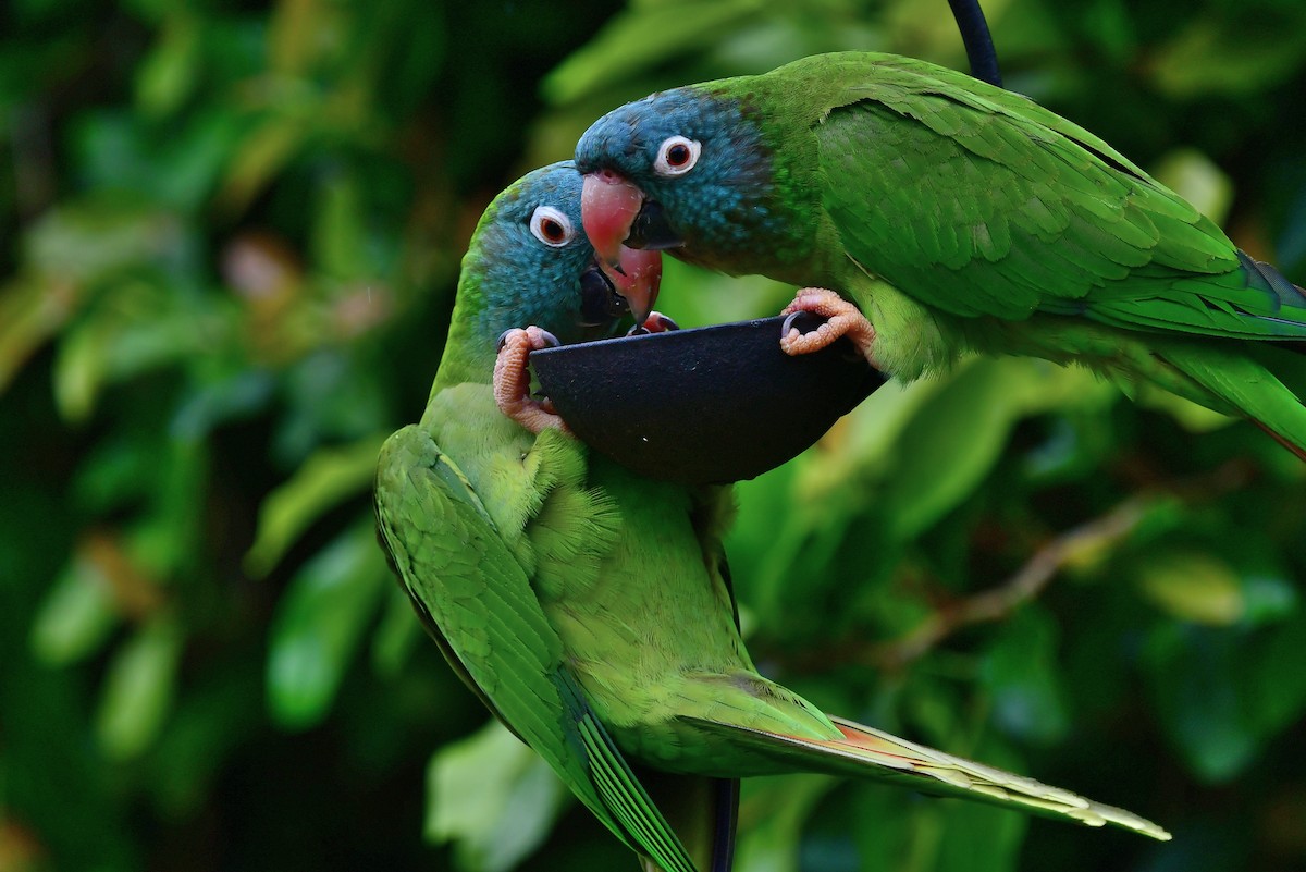 Blue-crowned Parakeet - JoAnna Clayton