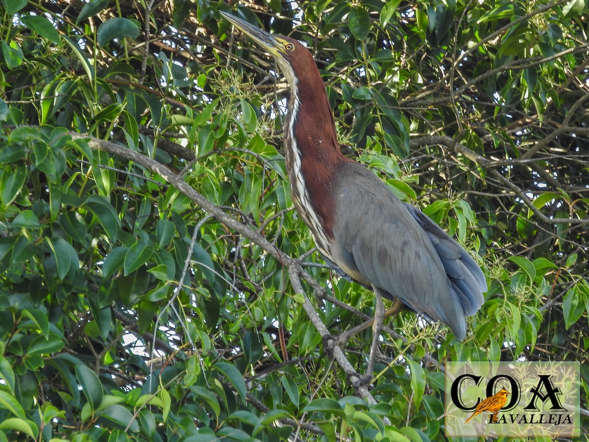 Rufescent Tiger-Heron - Amed Hernández