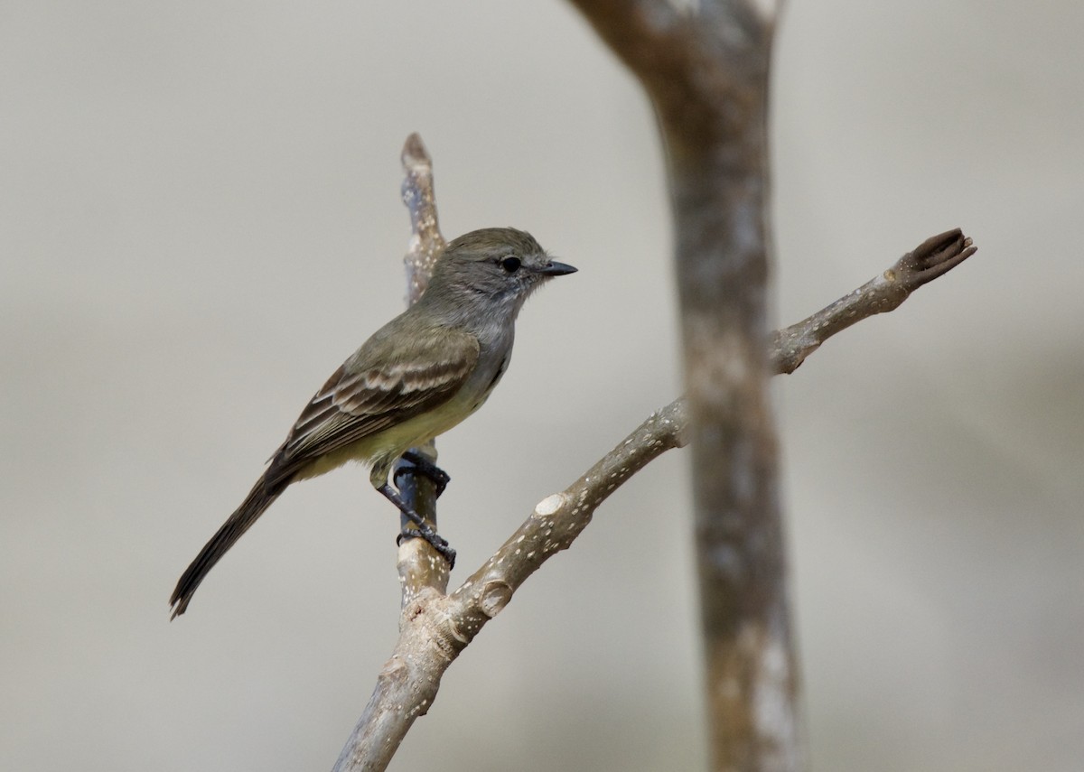 Northern Mouse-colored Tyrannulet - Liz West
