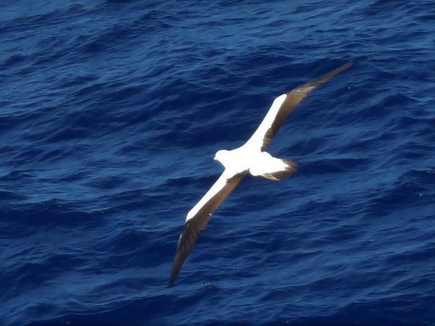 Masked Booby - ML146770501