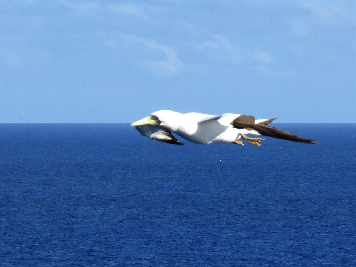 Masked Booby - ML146770521