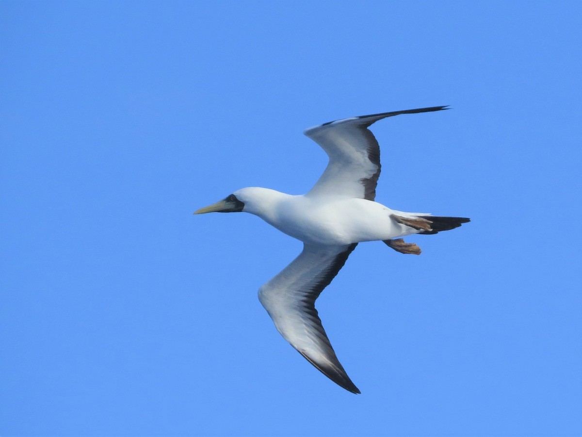 Masked Booby - ML146770541