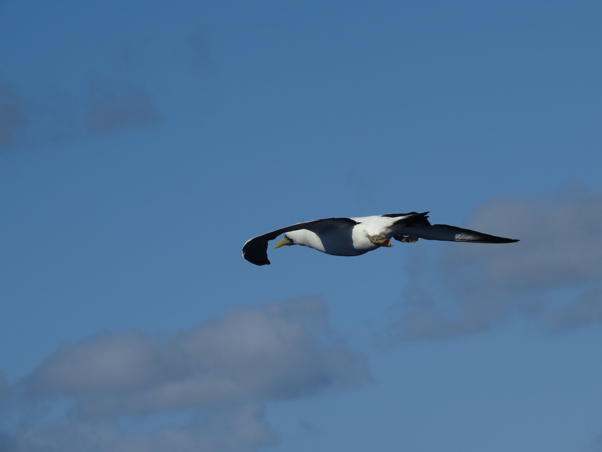 Masked Booby - ML146770571