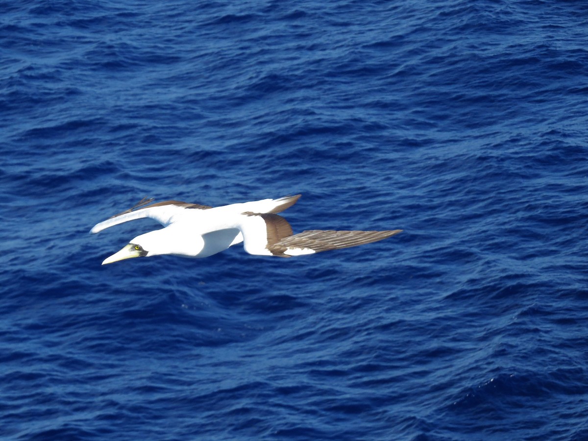 Masked Booby - ML146770591