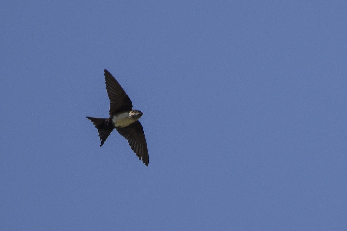 Black-capped Swallow - ML146771591