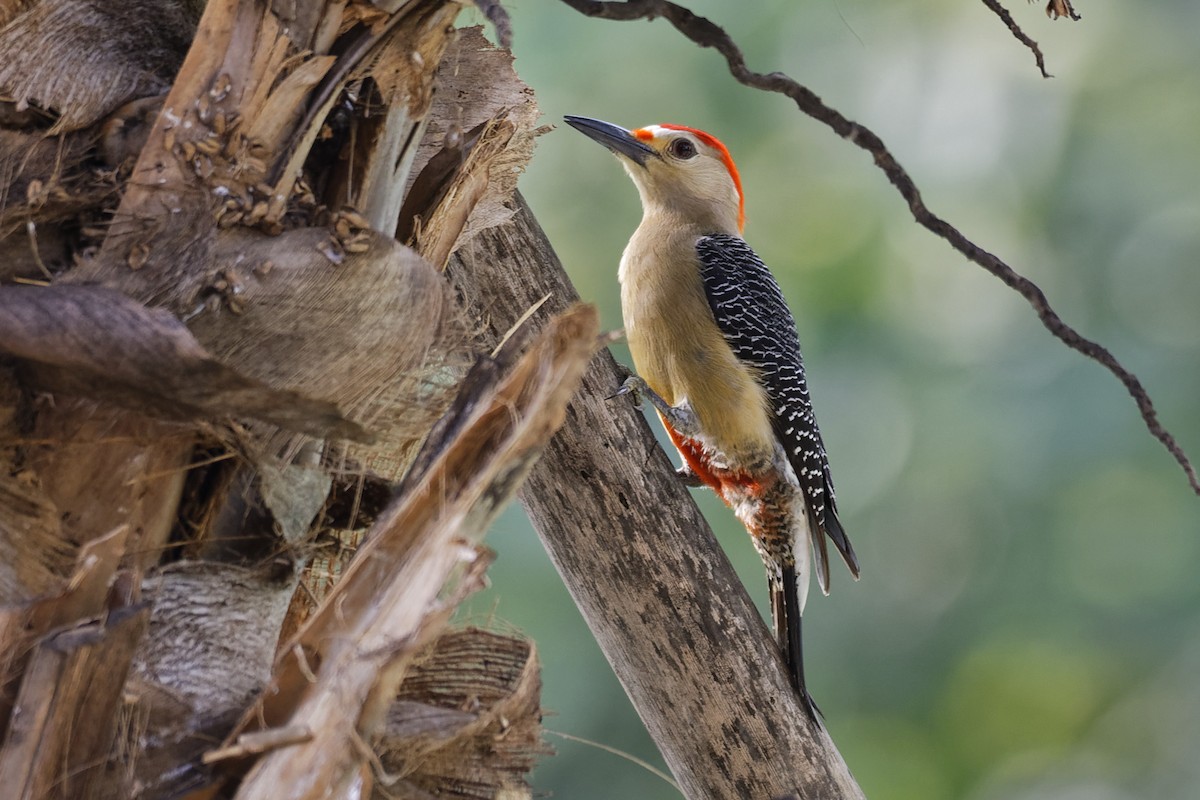 Golden-fronted Woodpecker - Don Danko