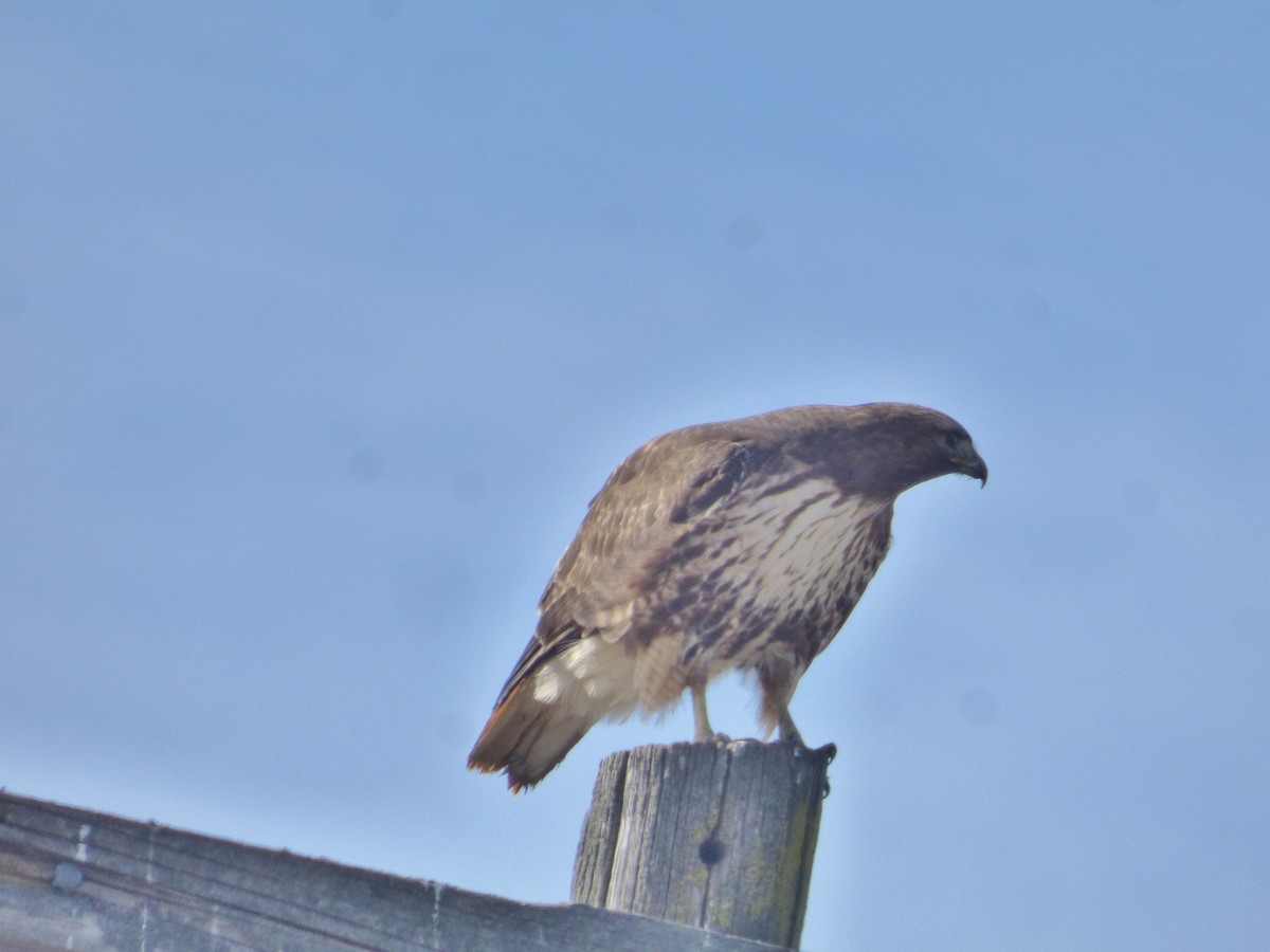 Red-tailed Hawk - ML146774641