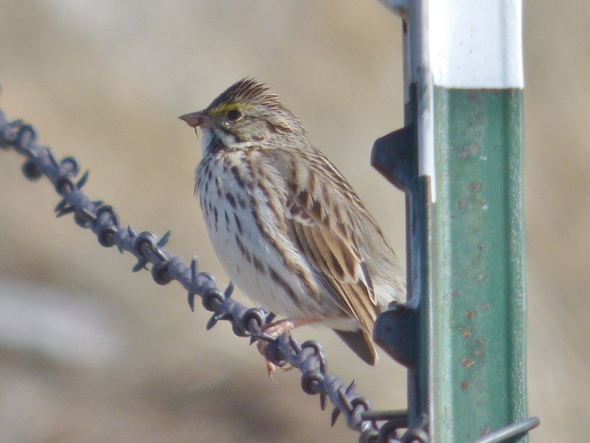 Savannah Sparrow - ML146774681